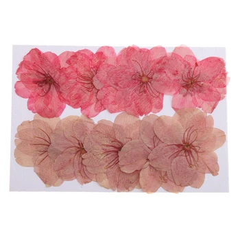 10vnt Natūralių Presuotų Džiovintų Gėlių Cherry Blossom 