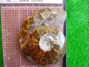 2240g(4.9 lb) Jade Chrizantemų Ammonite Shell Iškastinio Madagaskaras