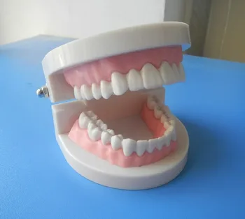 Dantų Protezai, Dantų Mokymo Studijų Modelį Suaugusiųjų Demonstravimo Standartinis Modelis Dantų Mokyti Dantų Modelio Mokymo Išteklių Naudojimo Medicinos Tikslams