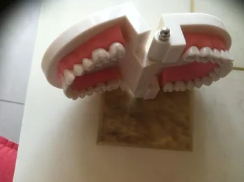 Dantų Protezai, Dantų Mokymo Studijų Modelį Suaugusiųjų Demonstravimo Standartinis Modelis Dantų Mokyti Dantų Modelio Mokymo Išteklių Naudojimo Medicinos Tikslams