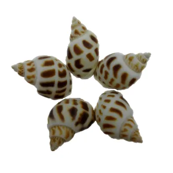 Dekoras Apdailos Žvaigždė Jūrų Pakrančių Ir Jūrų Viduržemio Jūros Koralų Stiliaus Papuošalai Seashell Beach Gamtos Namų Granulių Už