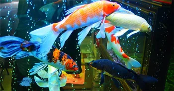 Dekoratyvinių žuvų pašaras akvariumas Koi hyperchromic pašarų žuvų bakas Spirulina turtinga žuvų maisto 1350g Vidutinis didelis grūdų nemokamai shippin