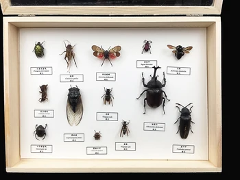 Geros kokybės Vabzdžių mėginiai nustatyti, kurių kadrų demonstravimo cikada /saldžiavaisio/vabalas/Coleoptera/Trypoxylus dichotomus