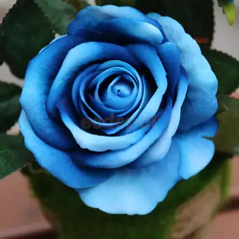 Realus Dirbtinės Gėlės Rožės Gėlių Eglantine Bonsai Namų Patalpų Dekoras